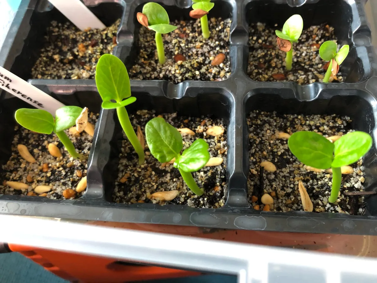 Pachypodium lamerei var. fiherenense (パキポディウム フィヘレンセ)