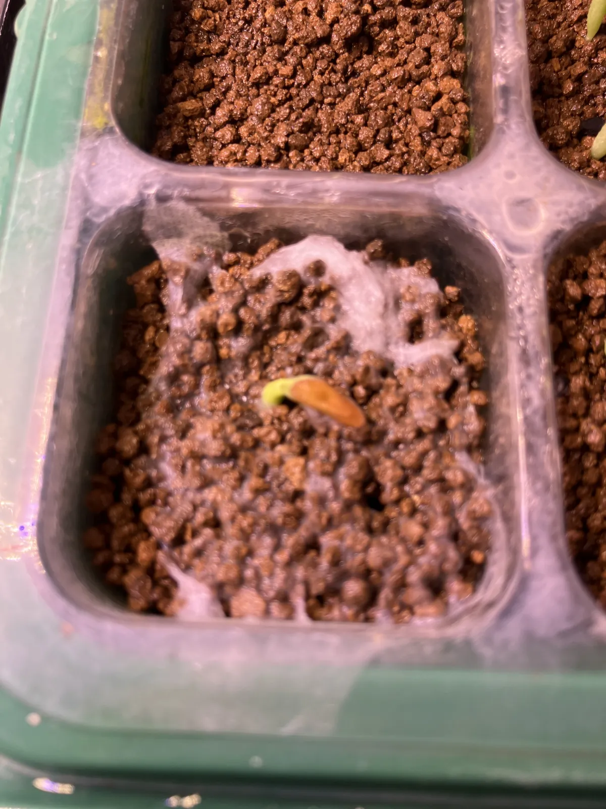 Pachypodium rosulatum var. gracilius (パキポディウム グラキリス)