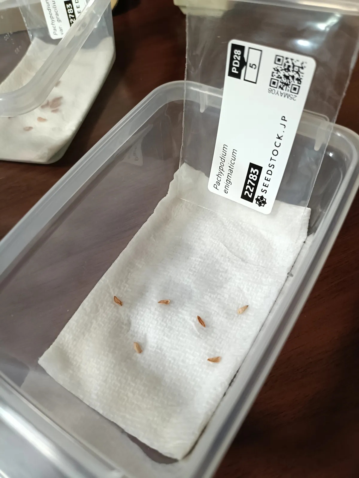 Pachypodium enigmaticum (パキポディウム エニグマチカム)