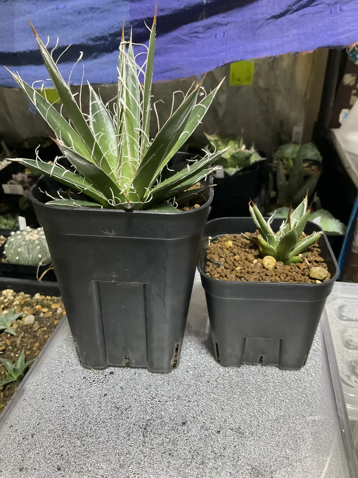 Agave filifera var. compacta (アガベ フィリフェラコンパクタ)