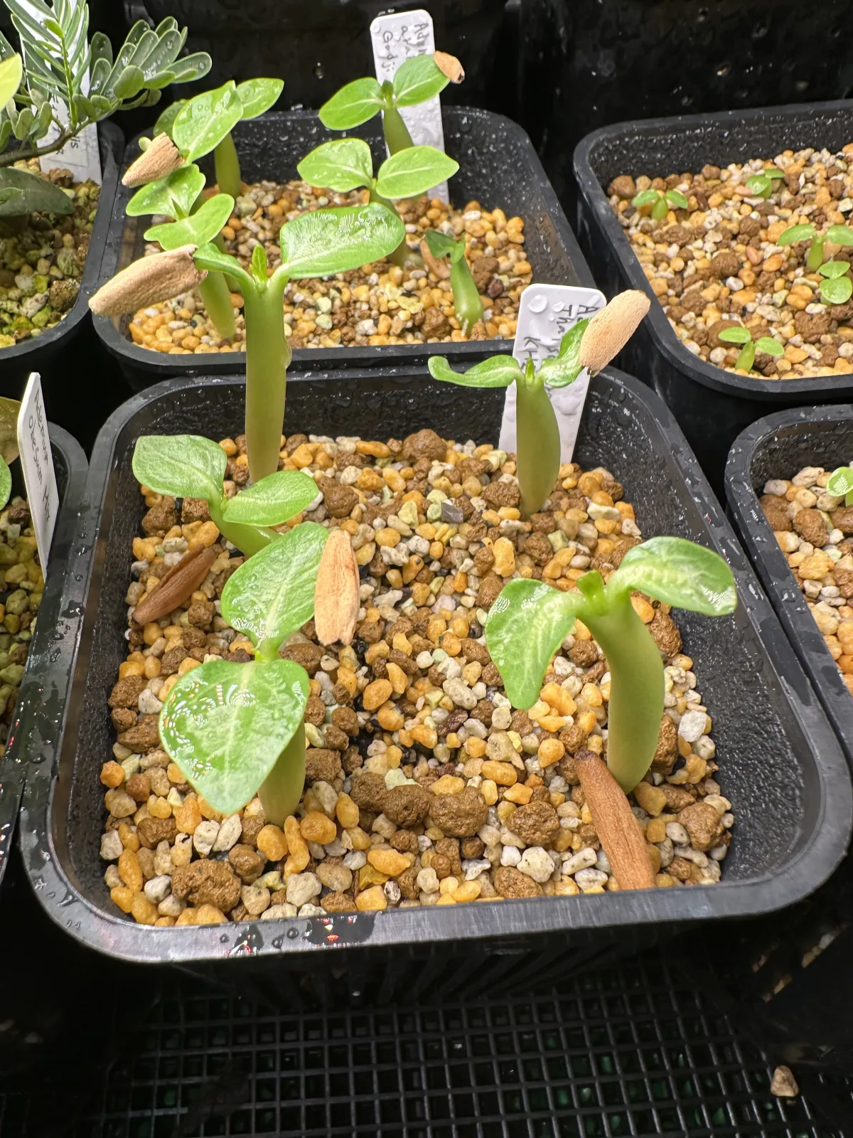 Adenium obesum thai (アデニウム タイ ソコトラナム)