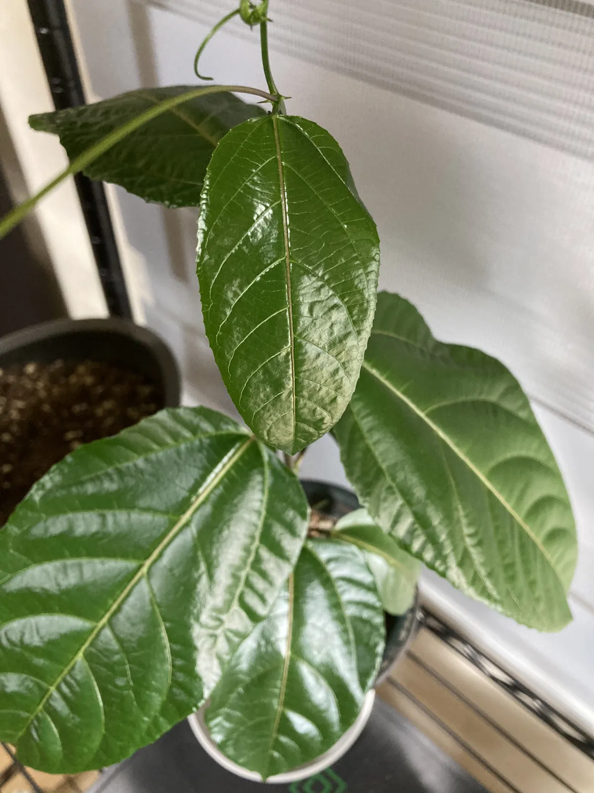 Pachypodium rosulatum var. gracilius (パキポディウム グラキリス)