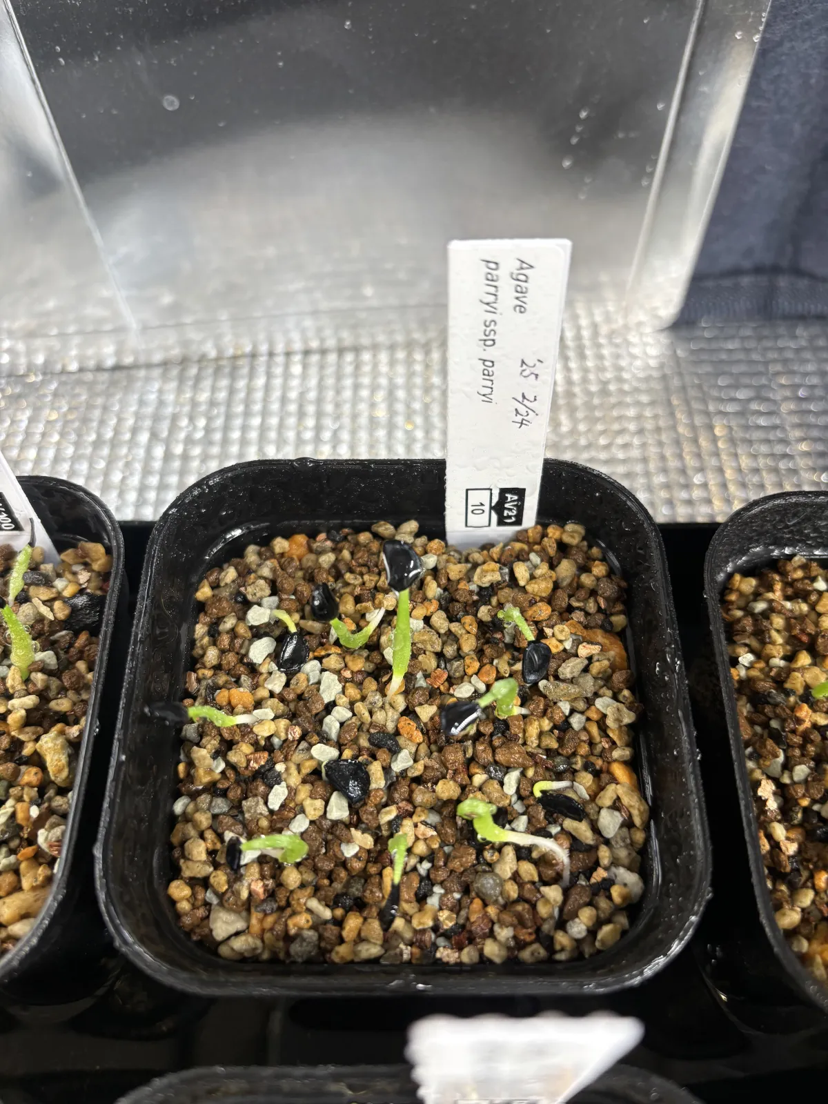 Agave parryi subsp. parryi (アガベ パリー)