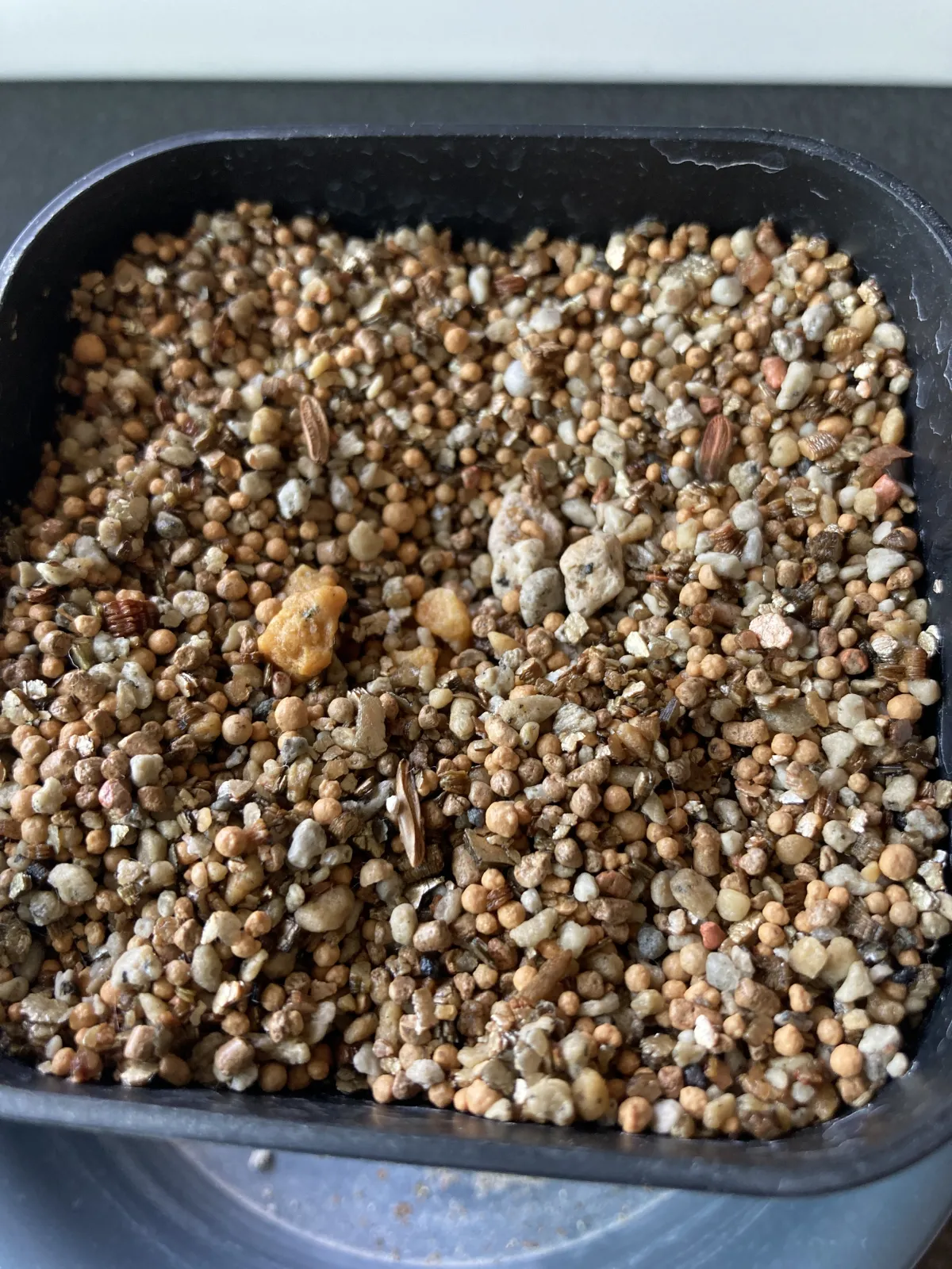 [無料種子] 発芽難 パキポディウム グラキリス　 Pachypodium rosulatum var. gracilius