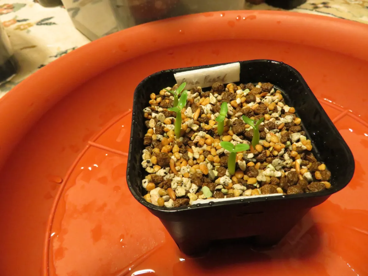 Pachypodium horombense (パキポディウム ホロンベンセ)