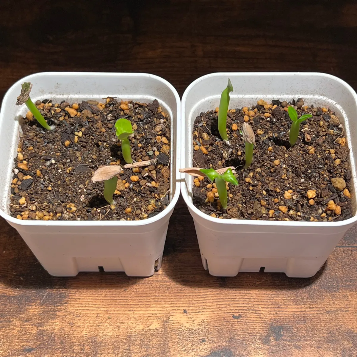 Adenium multiflorum (アデニウム マルチフローラム)