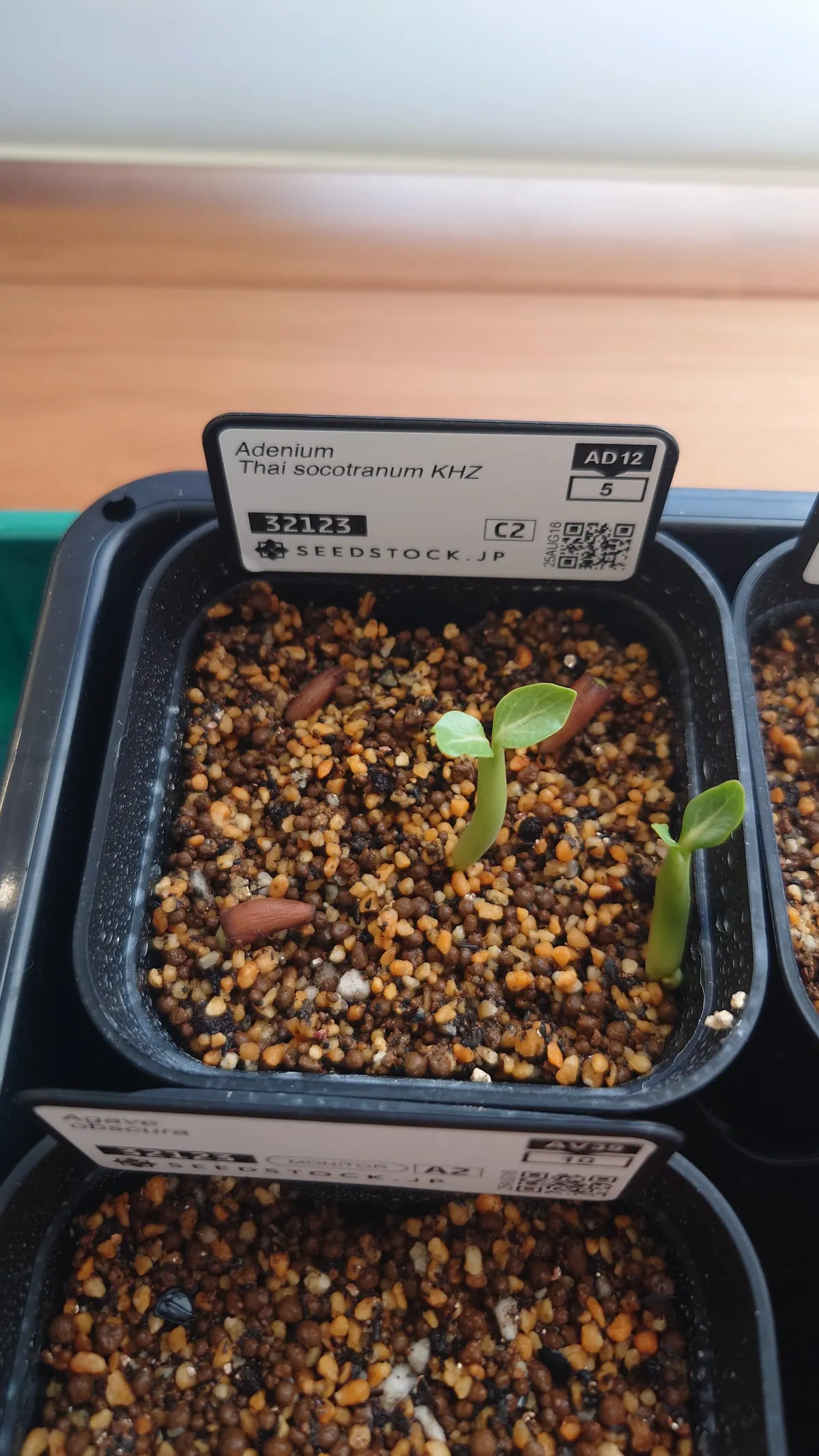 Adenium obesum thai (アデニウム タイ ソコトラナム)