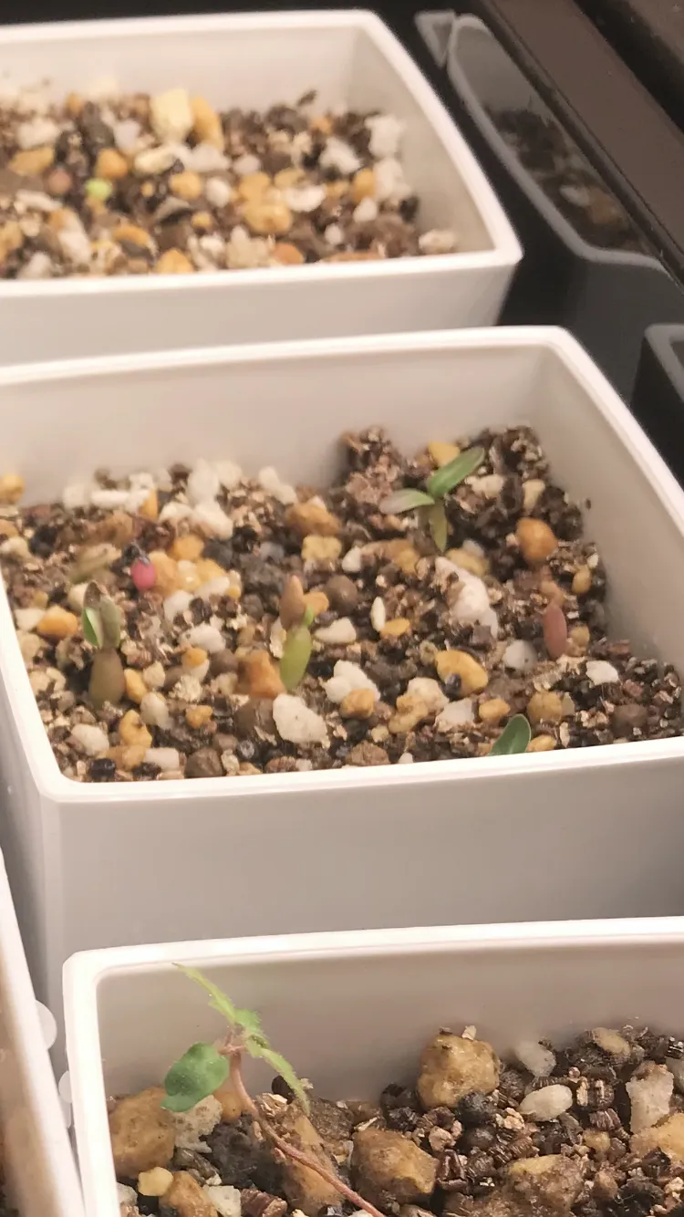 Pachypodium rosulatum var. gracilius (パキポディウム グラキリス)