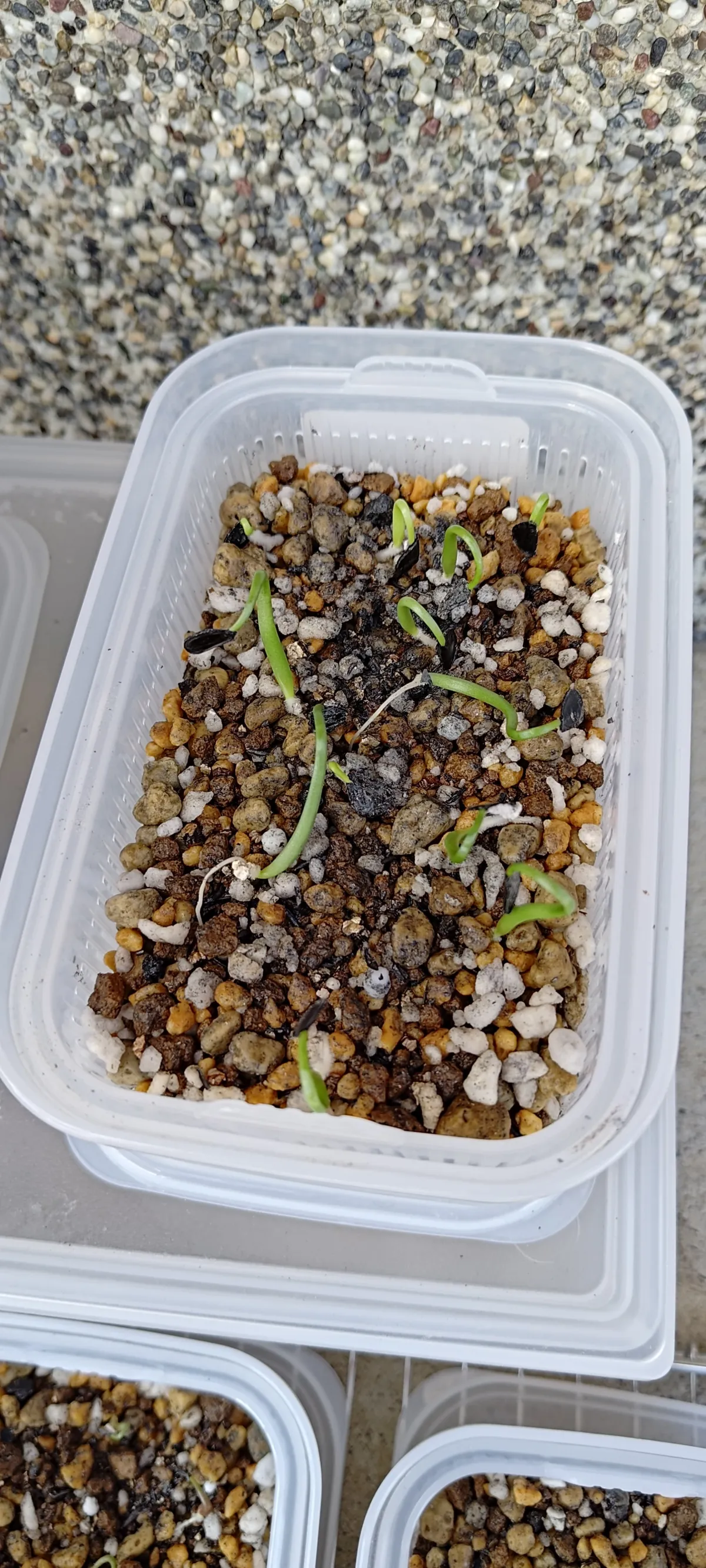 Agave americana ssp. protoamericana (アガベ プロトアメリカーナ)