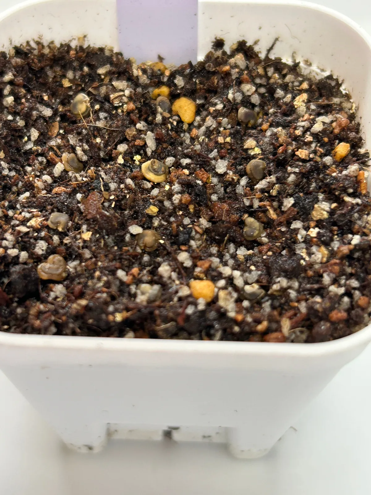 Opuntia santarita var. santa-rita (オプンティア サンタリタ)