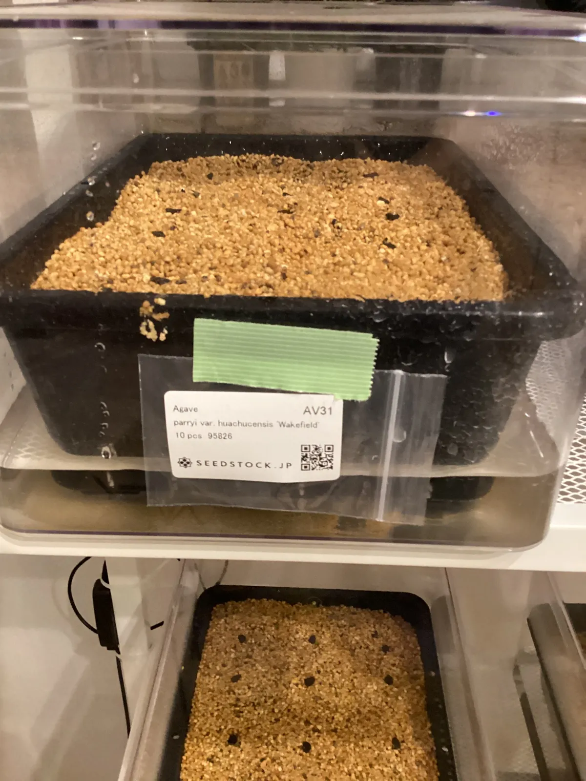 Agave parryi var. huachucensis 'Wakefield' (アガベ パリー ウェイクフィールド)