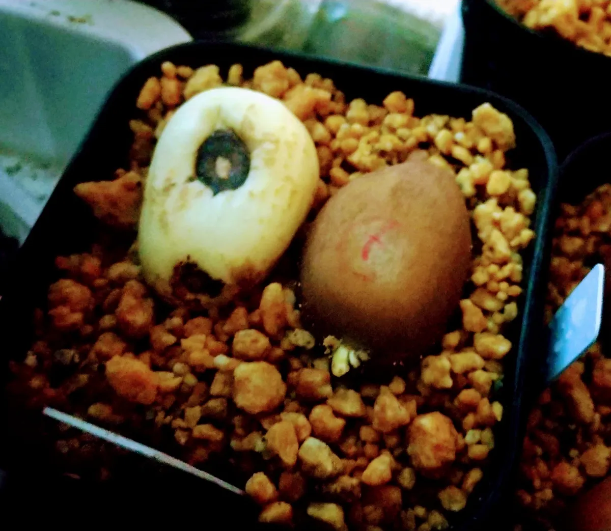 Dioon merolae (ディオーン メロラエ)