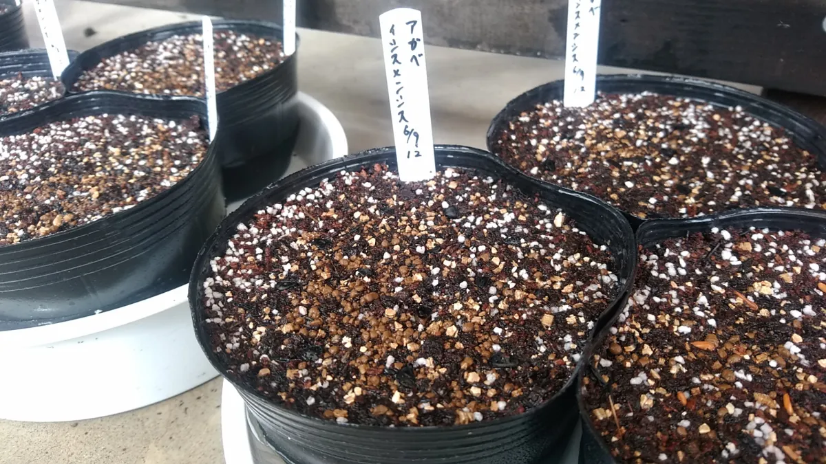 Agave isthmensis (アガベ イシスメンシス)