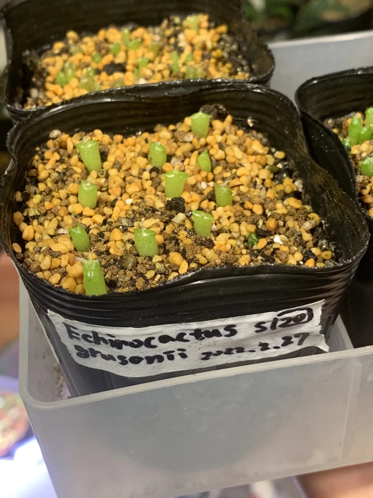 Echinocactus grusonii (エキノカクタス キンシャチ)