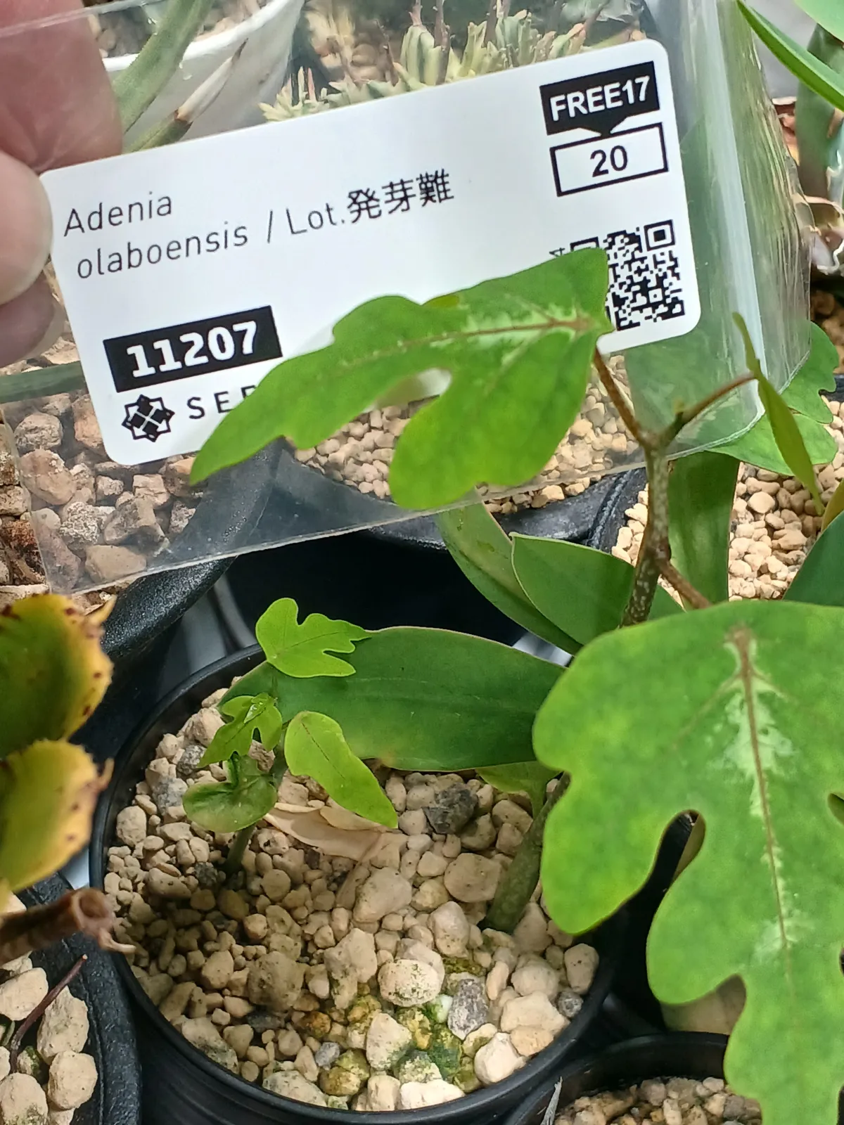 [発芽チャレンジ] アデニア オラボエンシス Adenia olaboensis 発芽難