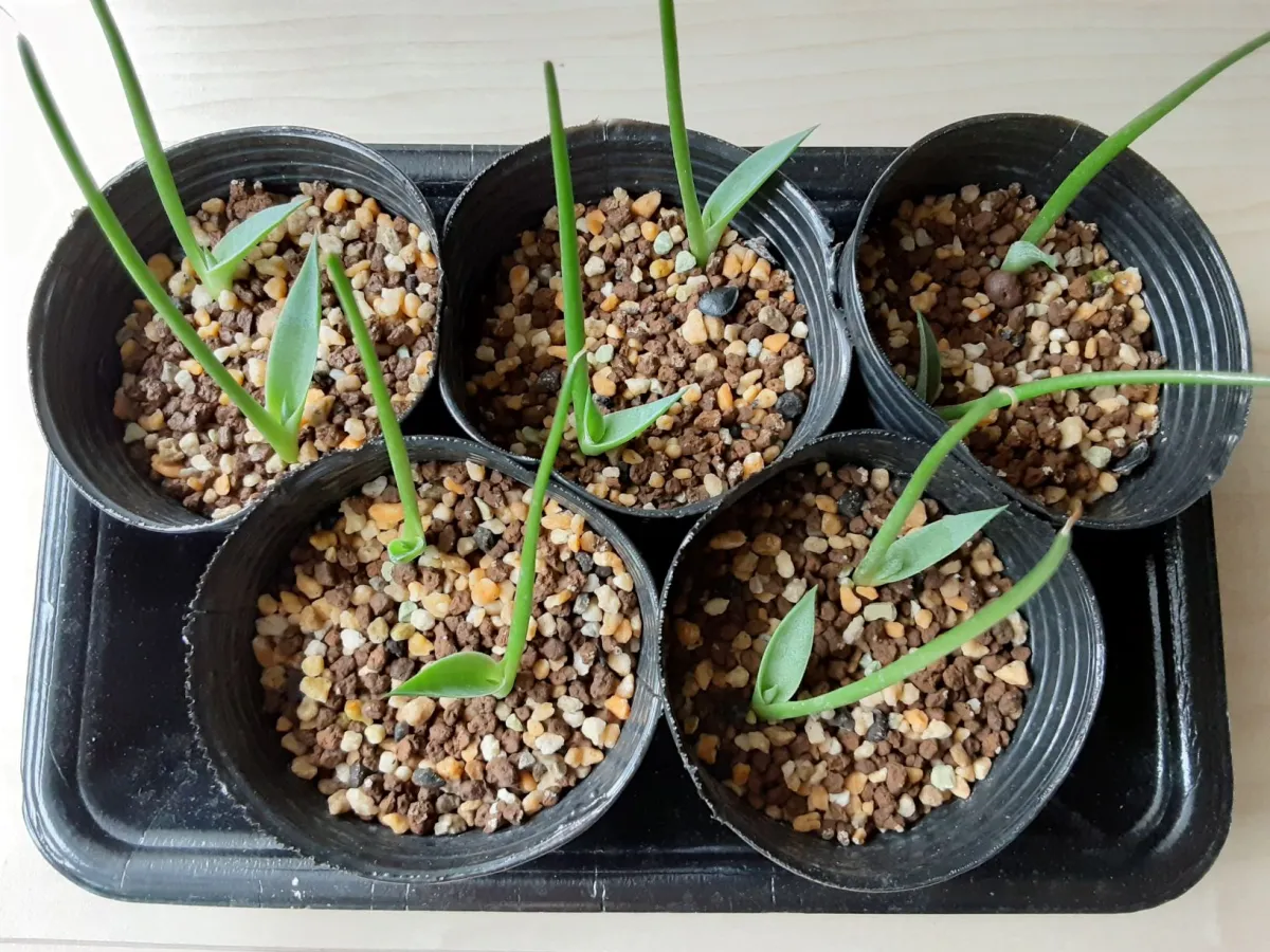 Agave parryi var. huachucensis (アガベ フアチュセンシス)