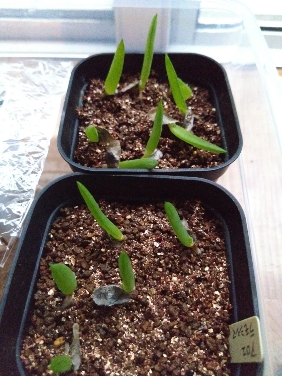 Aloe ramosissima (アロエ ラモシシマ)