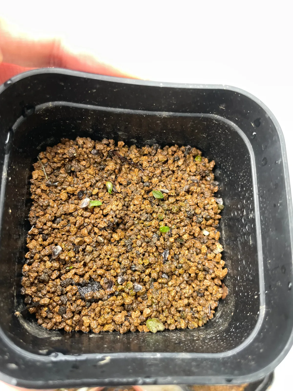 Aloe verdoorniae (アロエ ベルドーニアエ 星霞)