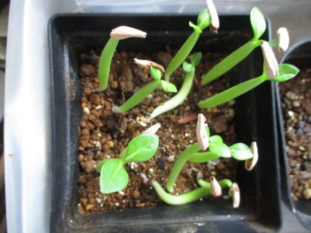 Adenium arabicum Black Stem (アデニウム アラビカム ブラックステム)