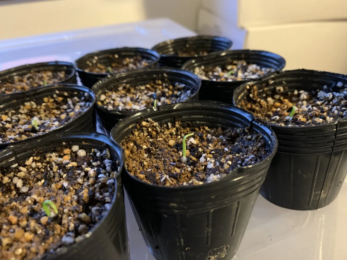 Agave utahensis ssp. utahensis (アガベ ユタエンシス)