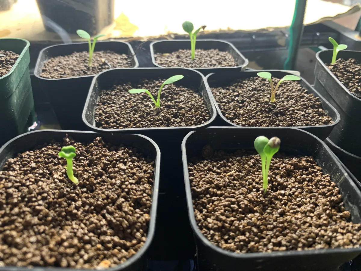 Euphorbia guillauminiana (ユーフォルビア ギラウミニアナ)