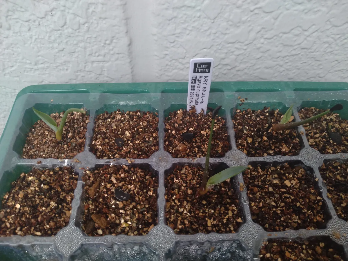 Agave cupreata (アガベ クプレアータ)