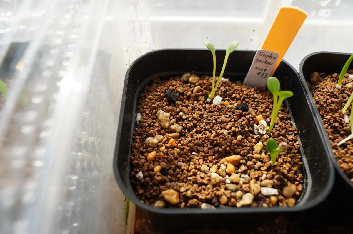 Euphorbia guillauminiana (ユーフォルビア ギラウミニアナ)