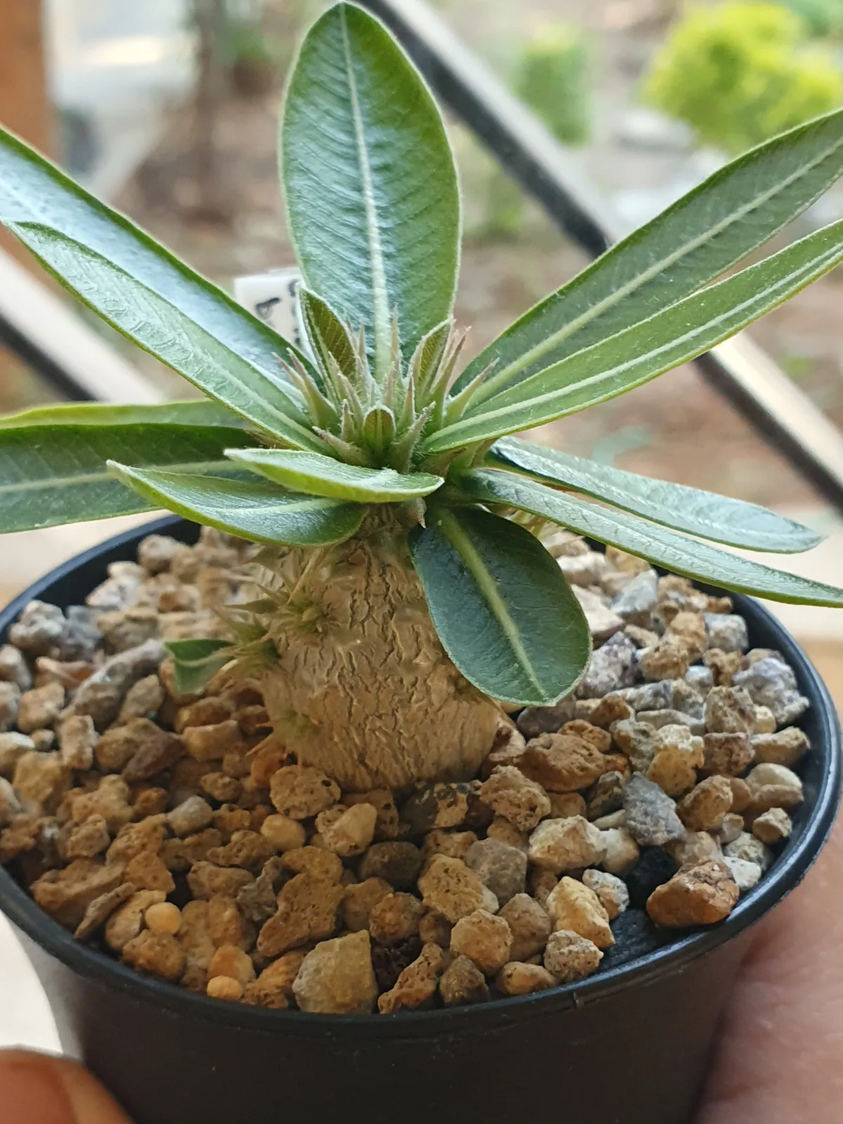 Pachypodium densiflorum var. brevicalyx (パキポディウム ブレビカリックス)