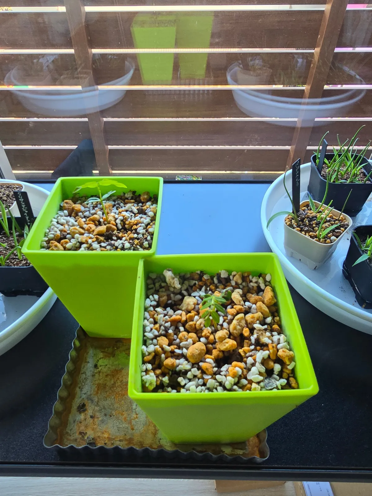 Cassia bakeriana (カッシア バケリアナ)