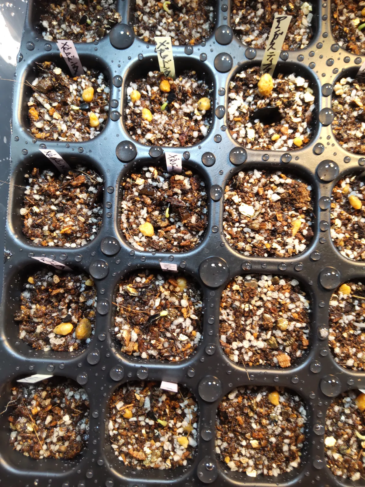 Agave megalodonta (アガベ メガロドンタ)