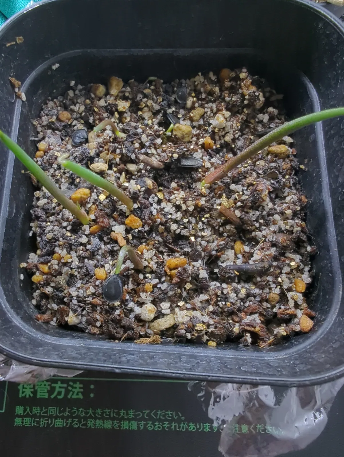 Agave shrevei ssp. magna (アガベ シュリベイマグナ)