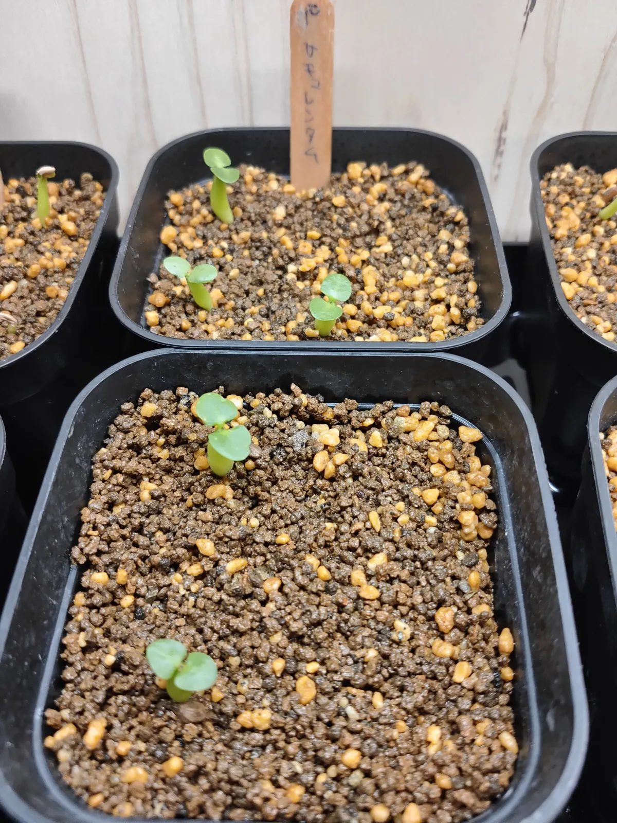 Pachypodium succulentum (パキポディウム サキュレンタム 天馬空)