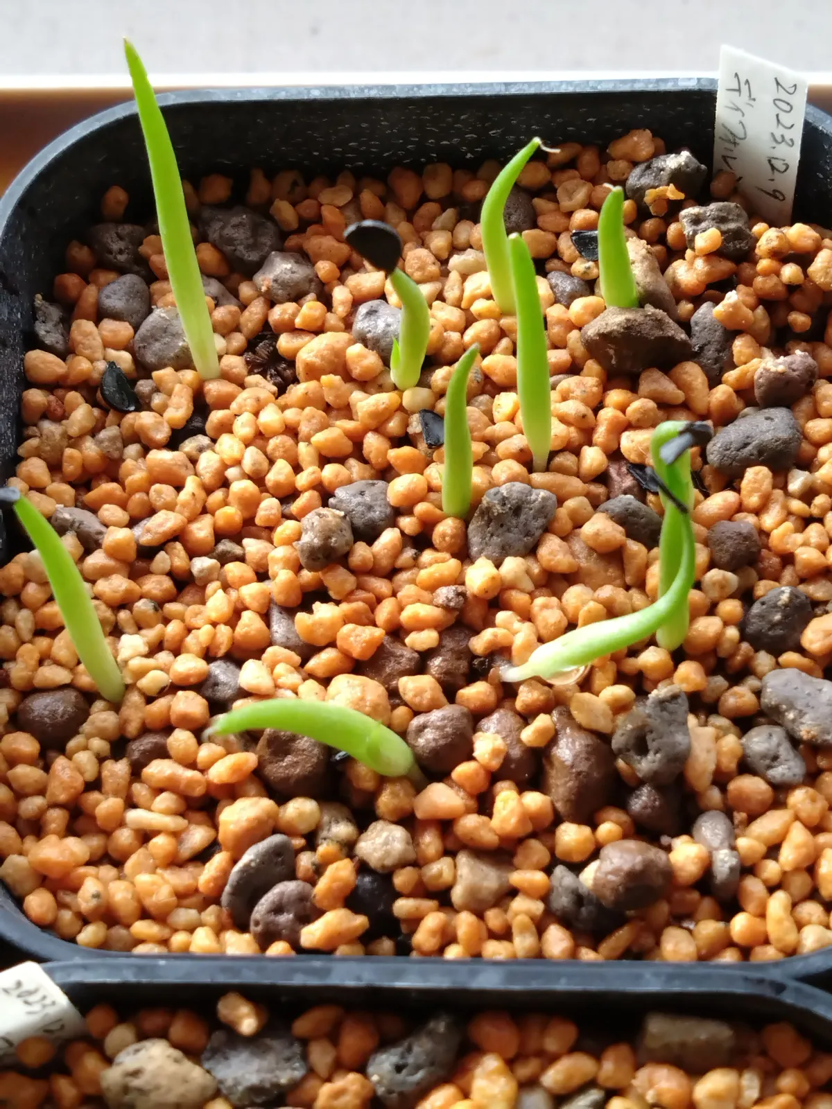 Agave difformis (アガベ ディフォルミス)