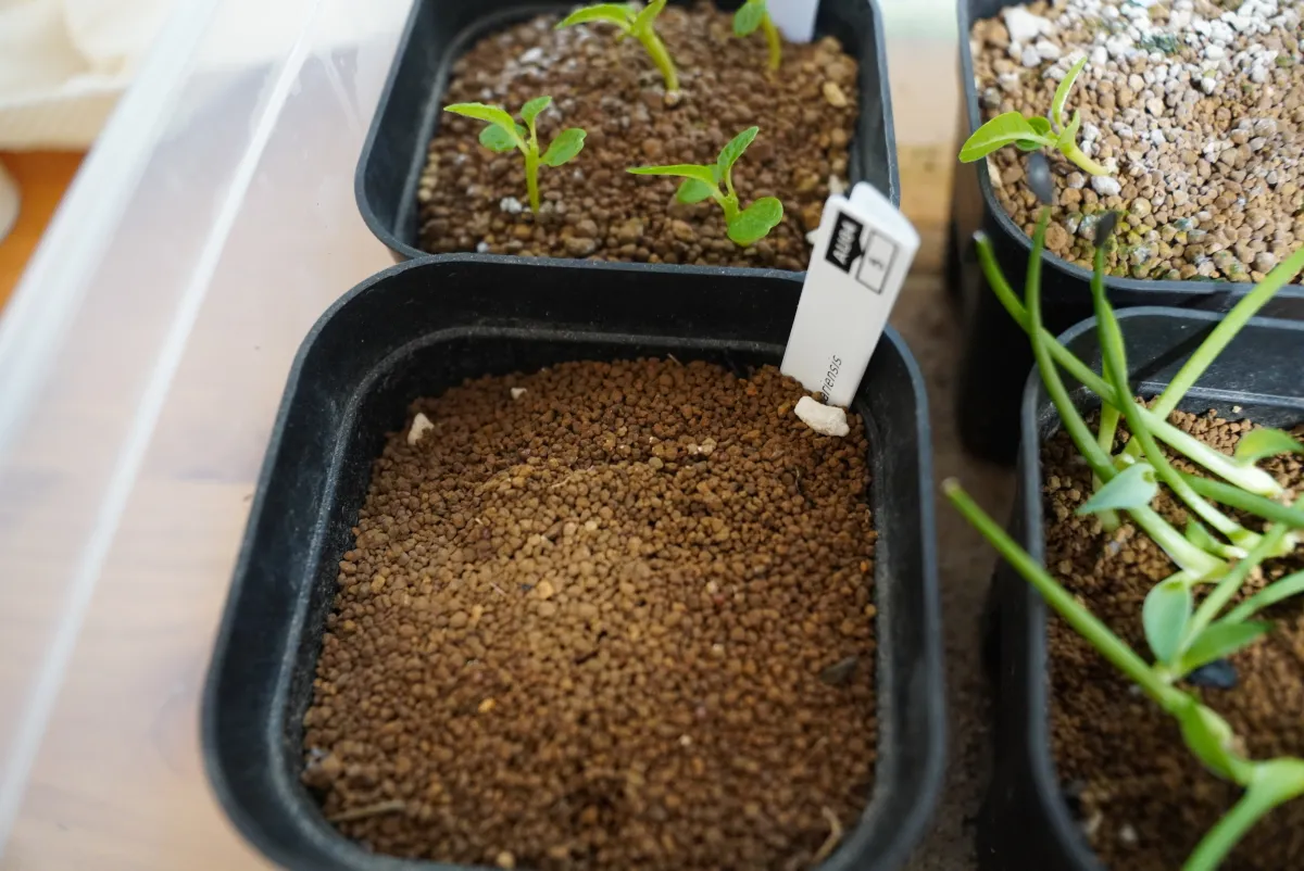 Decarya madagascariensis (デカリア マダガスカリエンシス)