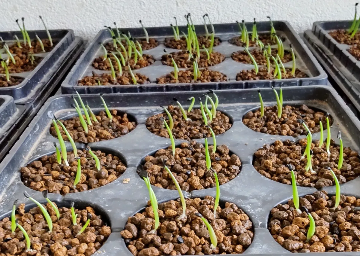 Agave oteroi (アガベ オテロイ)