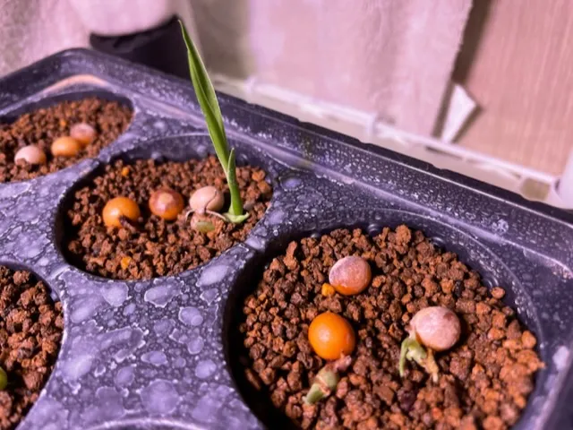 Dracaena draco subsp. draco (ドラセナ ドラコ)