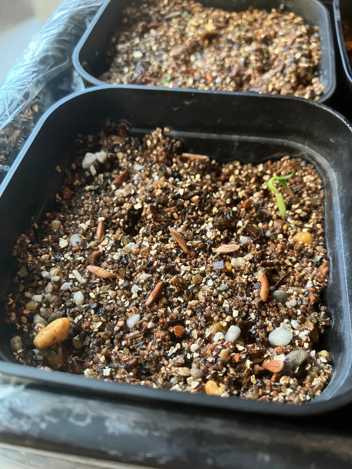 Pachypodium rosulatum ssp. cactipes (パキポディウム カクチペス)