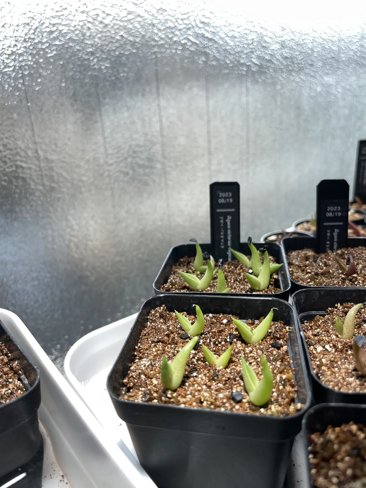 Agave victoriae-reginae 'Bustamante' (アガベ バスタマンテ)