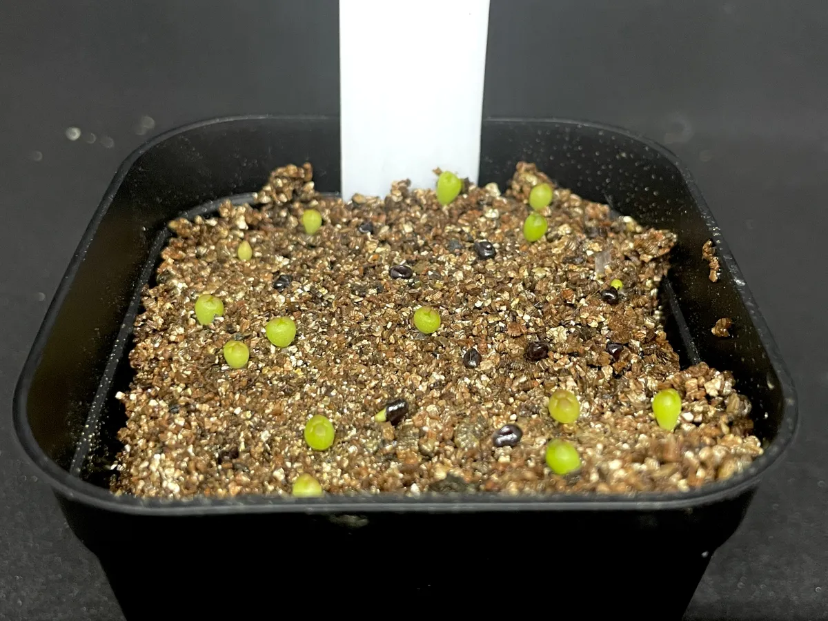 Astrophytum asterias var. nudum (アストロフィツム 瑠璃兜)