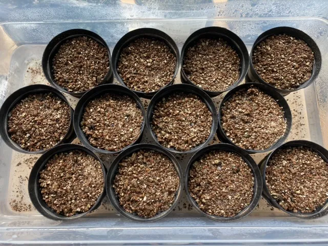 Pachypodium brevicaule sap. brevicaule