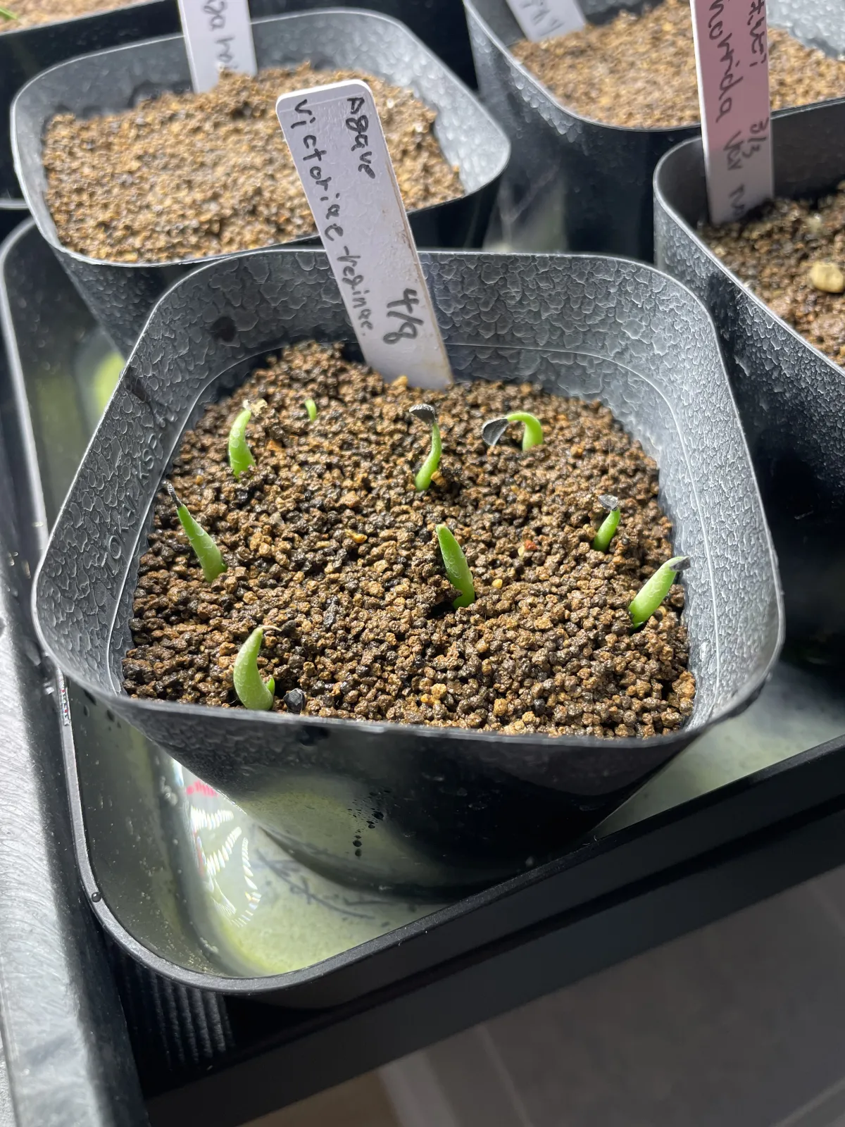 Agave victoriae-reginae (アガベ ビクトリアレジーナエ 笹の雪)