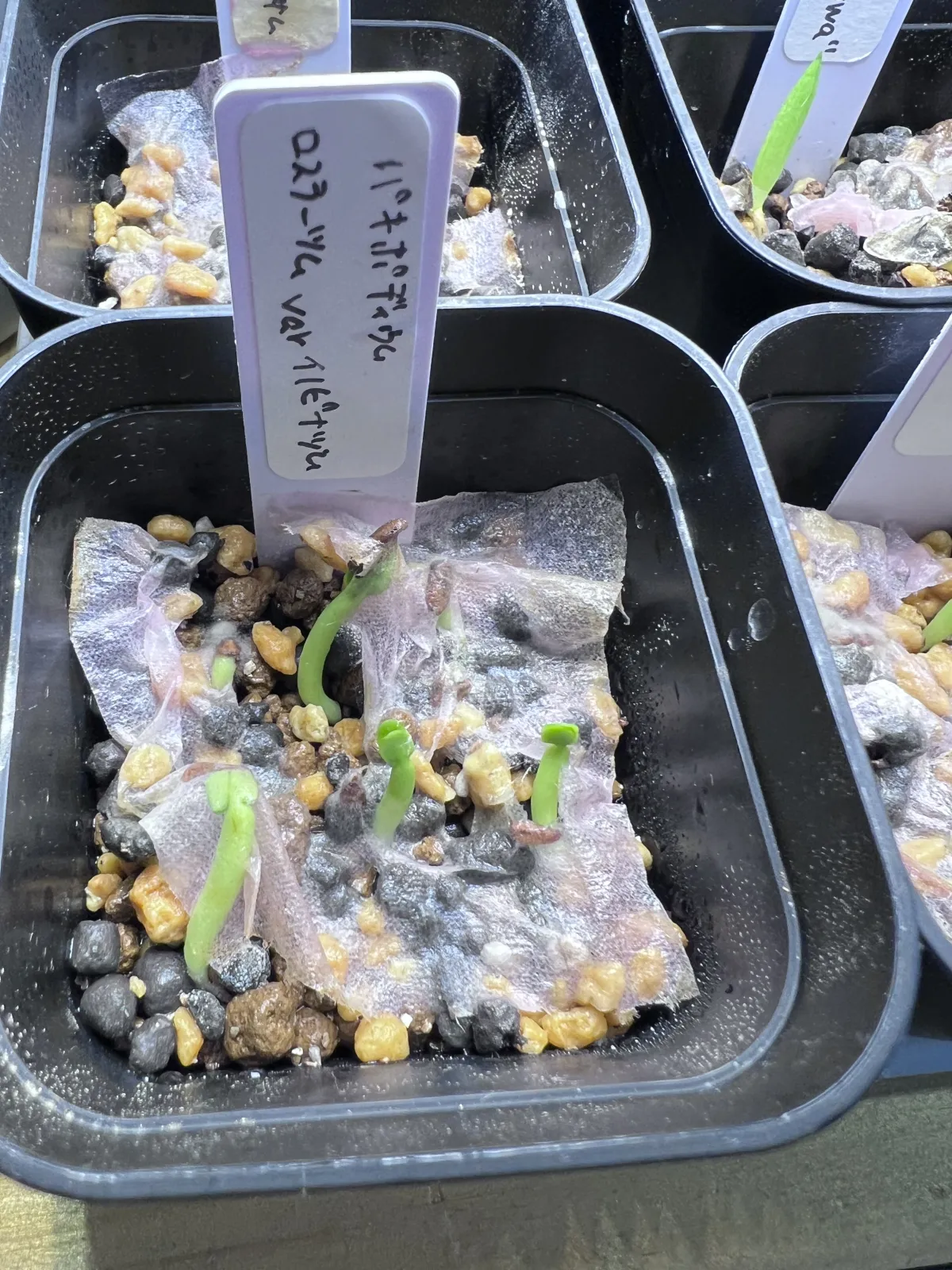 Pachypodium rosulatum var. inopinatum (パキポディウム イノピナツム)