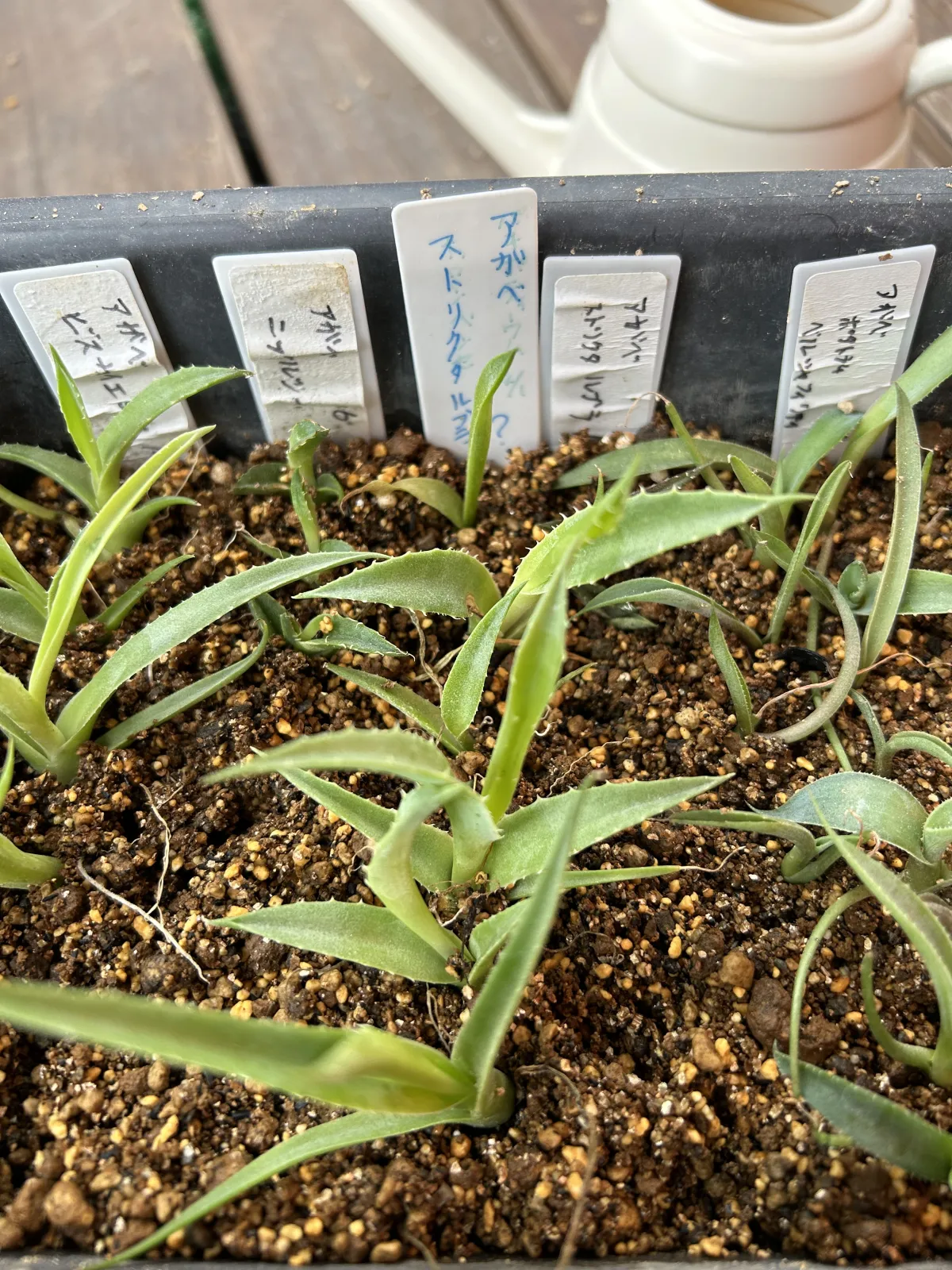 Agave stricta rubra (アガベ ストリクタ ルブラ)