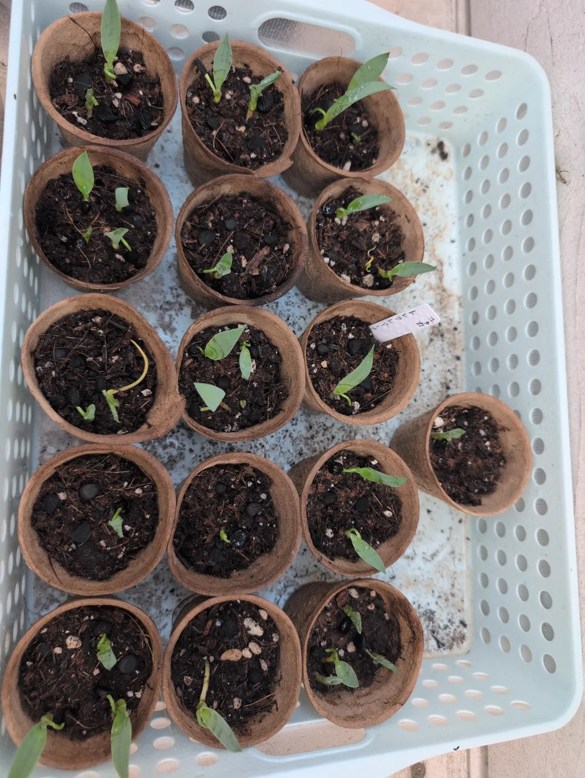 Yucca treculeana (ユッカ トレクレアーナ)