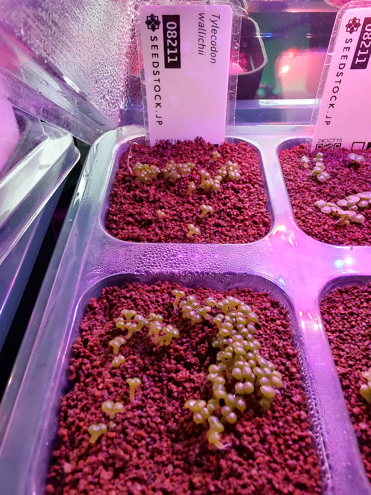 Tylecodon wallichii (ティレコドン ワリチー)