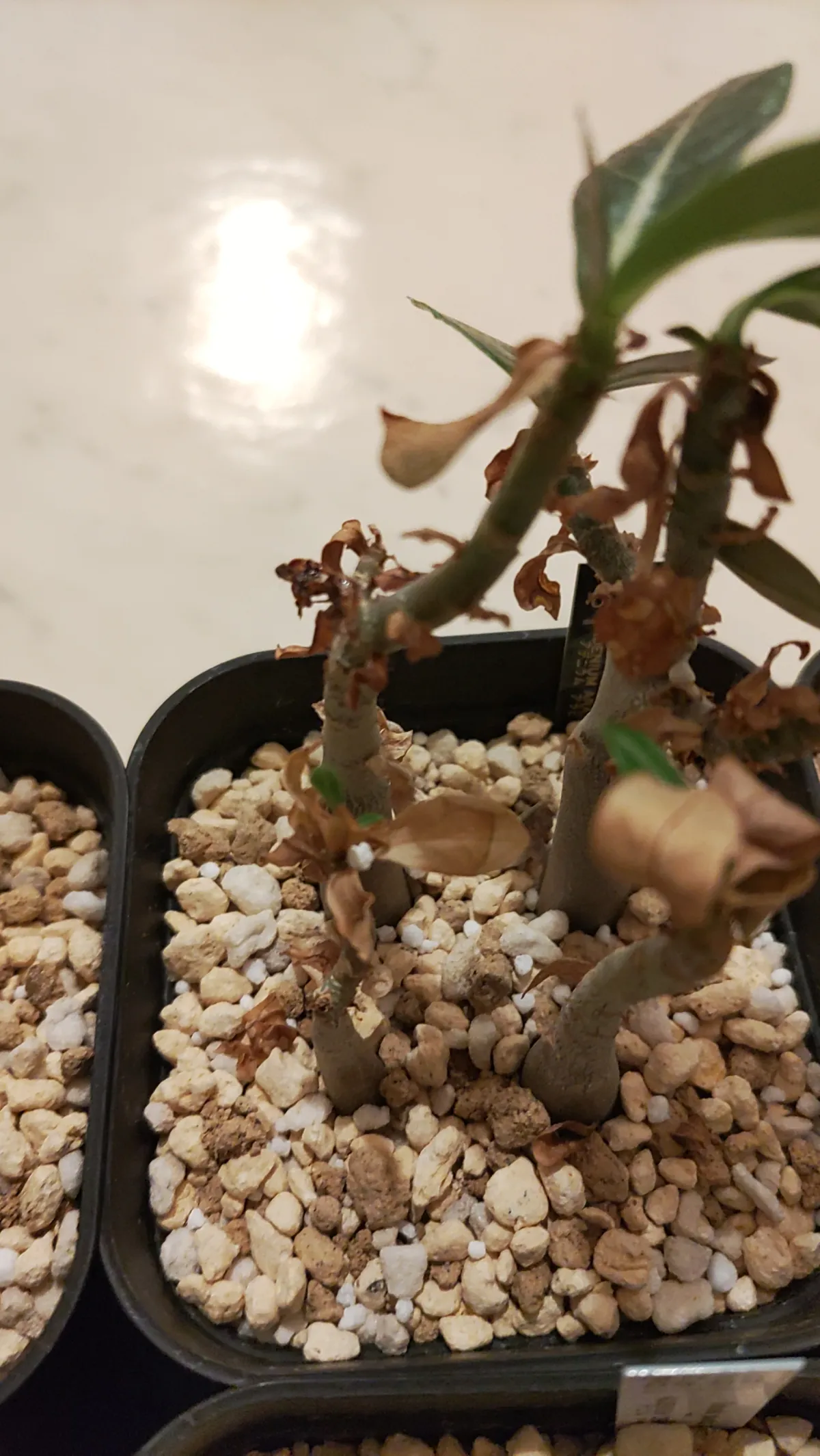 Adenium arabicum Rashiny (アデニウム アラビカム ラシニー)