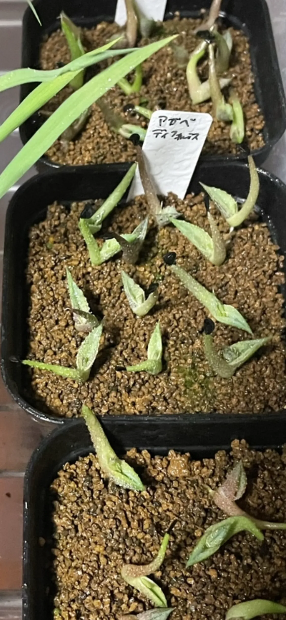 Agave difformis (アガベ ディフォルミス)