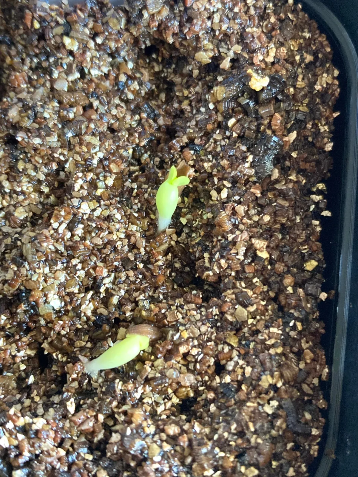 Pachypodium succulentum (パキポディウム サキュレンタム 天馬空)