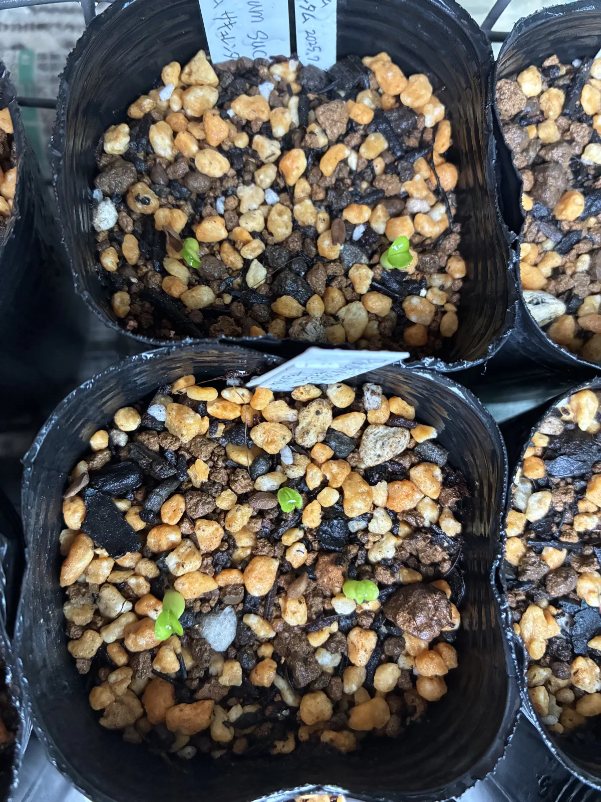 Pachypodium succulentum (パキポディウム サキュレンタム 天馬空)