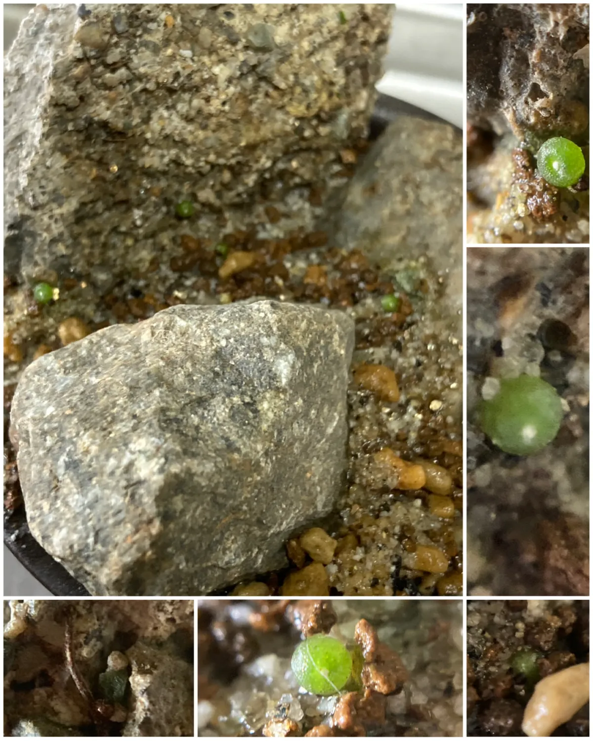 Blossfeldia liliputana var. alba var. alba (ブロスフェルディア リリプターナ アルバ)